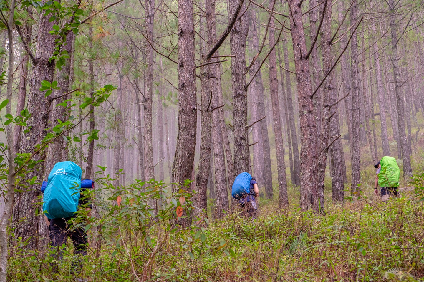 Three hikers carrying covered packs through a misty pine-covered section of Akiki Trail